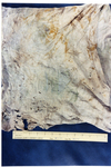 Photo 17: T-Shirt Fragment by Cuyahoga County Coroner's Office