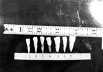 Kirk Photo 43: Extracted Sample Teeth by Paul Leeland Kirk